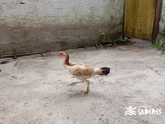 São Roque do Paraguaçu