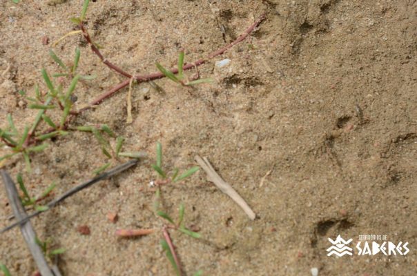 Santo Antônio da Aldeia