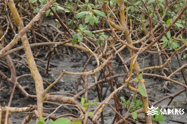 Santo Antônio da Aldeia