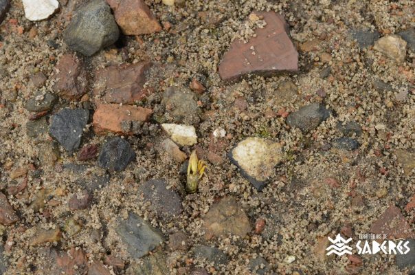 Santo Antônio da Aldeia