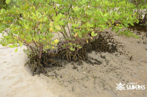 Santo Antônio da Aldeia