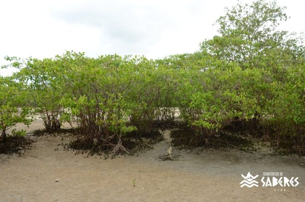 Santo Antônio da Aldeia