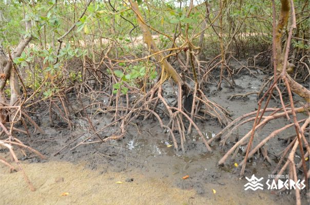 Santo Antônio da Aldeia