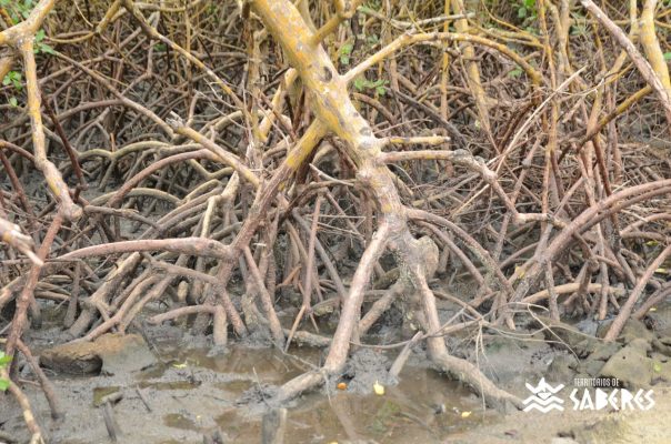 Santo Antônio da Aldeia