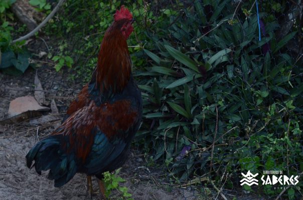 São Roque do Paraguaçu