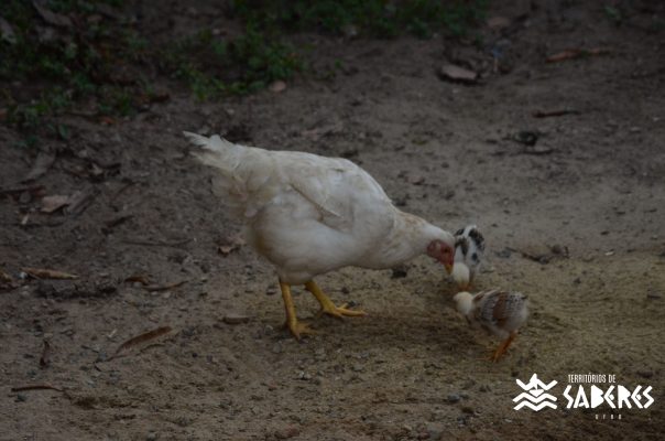 São Roque do Paraguaçu