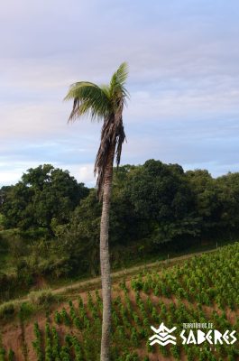 Santo Antônio da Aldeia